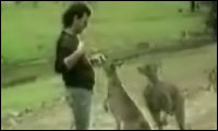känguru attacke