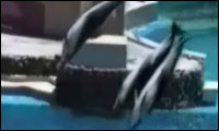 delphin gegen möwe