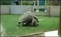schildkröten sex