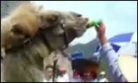 alkoholsüchtiges kamel