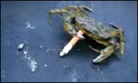 rauchende krabbe
