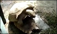 schildkrötensex