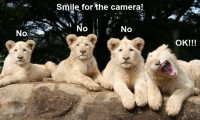 Funny Pictures CCCLIX