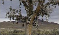 schuh baum schuh baum