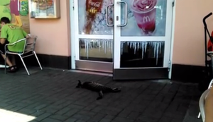 Katze im Ruhemodus Katze im Ruhemodus