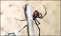 spinne gegen schlange spinne gegen schlange
