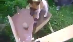 Der Hund eines Ingenieurs