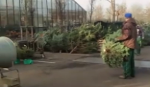 Weihnachtsbaum einpacken