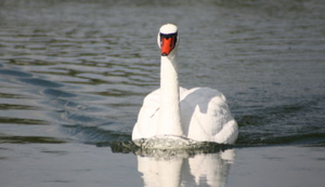 Ferngesteuerter Schwan