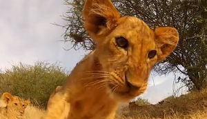 Faszinierende Tieraufnahmen mit der GoPro