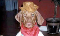 dressed animals dressed animals