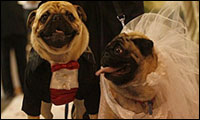 hundehochzeit hundehochzeit
