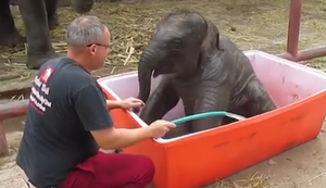 Baby-Elefant baden