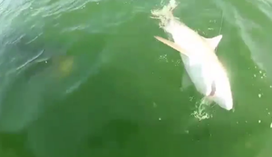 Kleiner Hai-Happen Kleiner Hai-Happen