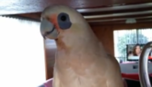 Eric der freche Papagei