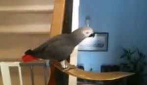 Wenn der Papagei die Treppe nimmt