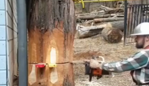 Baum fällen in Perfektion