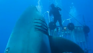 Begegnung mit dem Riesenhai