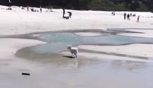 Hund flitzt über den Strand