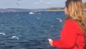 Möwen eine Brezel zuwerfen Möwen eine Brezel zuwerfen