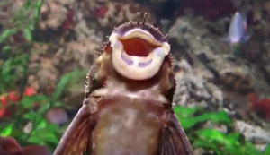 Musik dringt aus dem Aquarium Musik dringt aus dem Aquarium