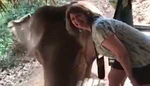 Ein Foto mit einem Elefanten machen
