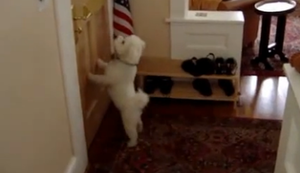 Vierbeiniger Spamfilter