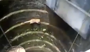 Katze aus dem Brunnen retten Katze aus dem Brunnen retten