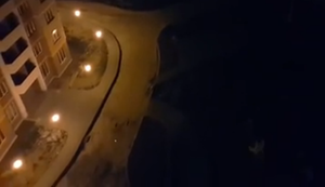 Mit streunenden Hunden spielen