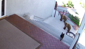 Französische Bulldogge vs Bären