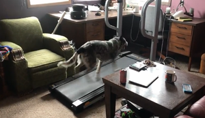 Den Hund laufen lassen