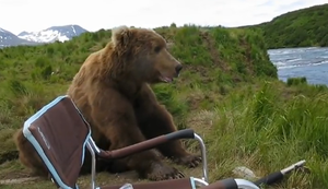 Begegnung mit einem Bär