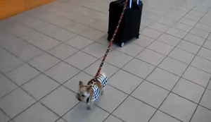 Ein Hund auf Reisen