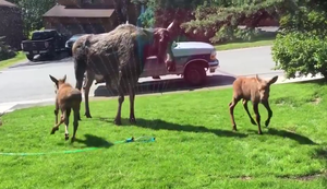 Elch-Familie im Vorgarten Elch-Familie im Vorgarten