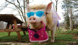 Vom Sinn befreiter Picdump 550