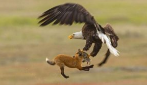 Adler schnappt sich die Beute