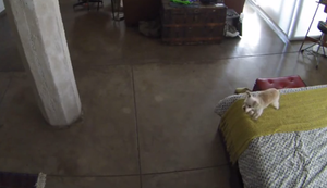 Katze sorgt für Ruhe Katze sorgt für Ruhe