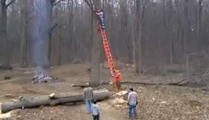 Wenn der Baum zurückschlägt Wenn der Baum zurückschlägt