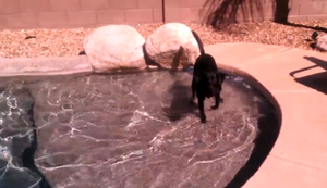 Hund erkundet den neuen Pool