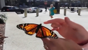 Schmetterling in die Freiheit entlassen