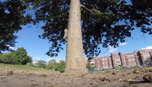 Eichhörnchen klaut GoPro