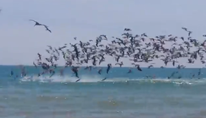 Seevögel vs Fischschwarm