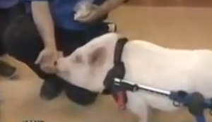 Ein Schwein names Chris P. Bacon Ein Schwein names Chris P. Bacon