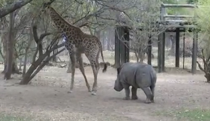 Nashorn vs Giraffe