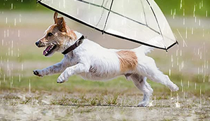 Regenschirm für den Vierbeiner