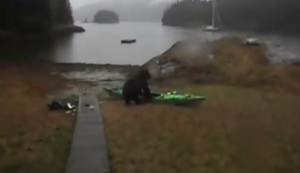 Eine Frau, ein Bär und ein Kajak Eine Frau, ein Bär und ein Kajak