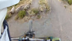 Mountainbiker vs Schaf
