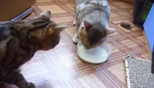 Zwei Katzen, eine Schale Milch