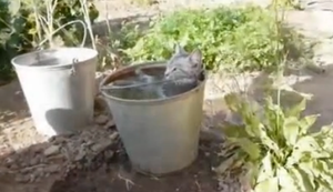 Wenn die Katze ein Bad nimmt