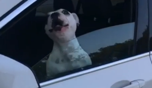Hund singt im Auto